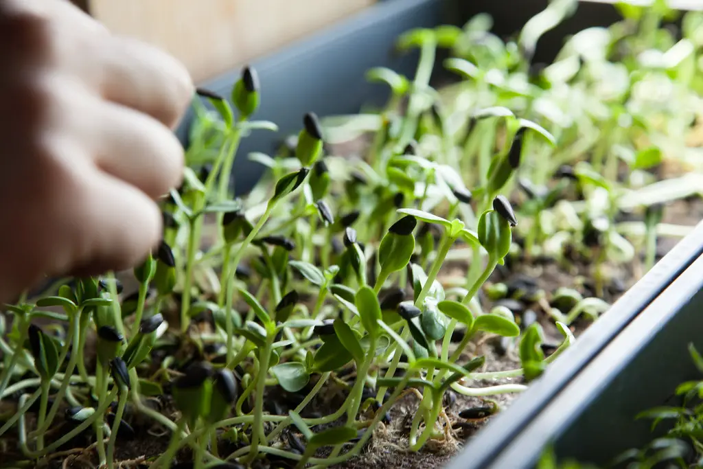 microgreens